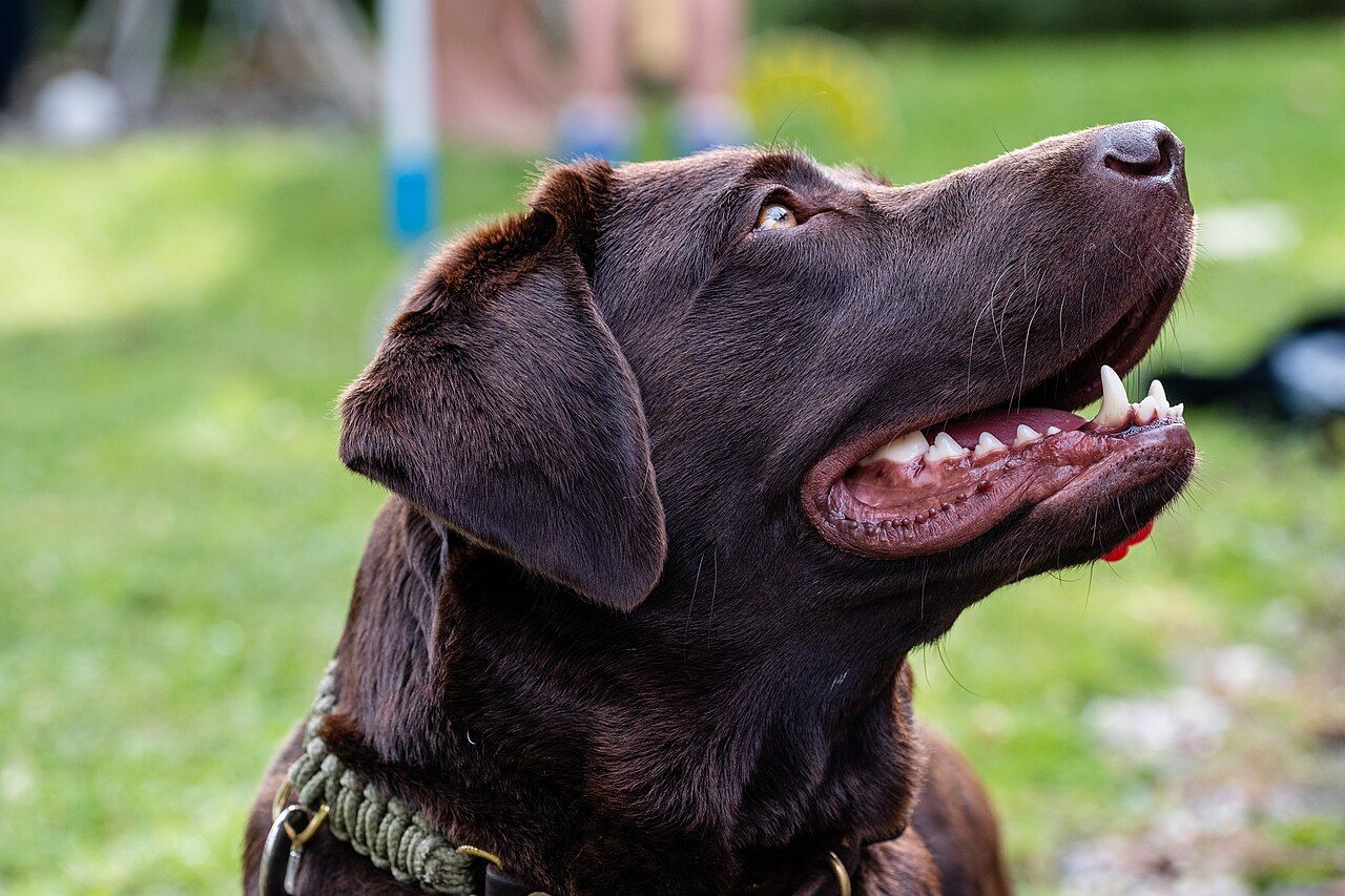 Photo: a chocolate labrador looking up in a park
